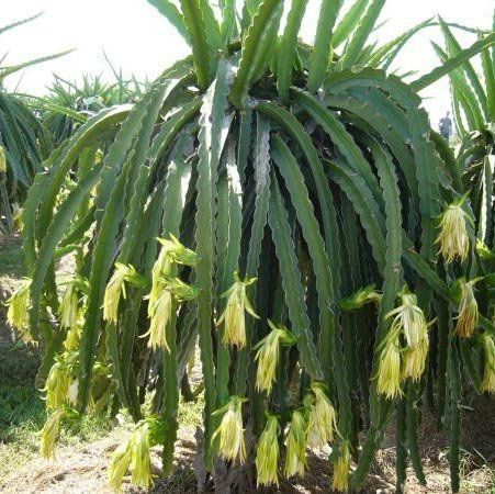 variedades de flor de pitaya