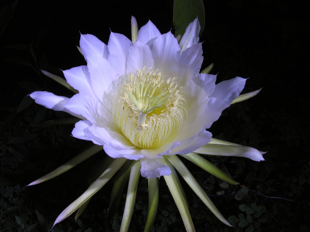 flor de pitaya comestível