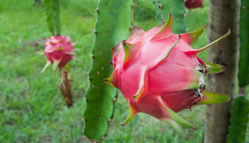 polinização da flor de pitaya