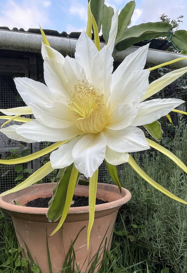 época de florada da pitaya