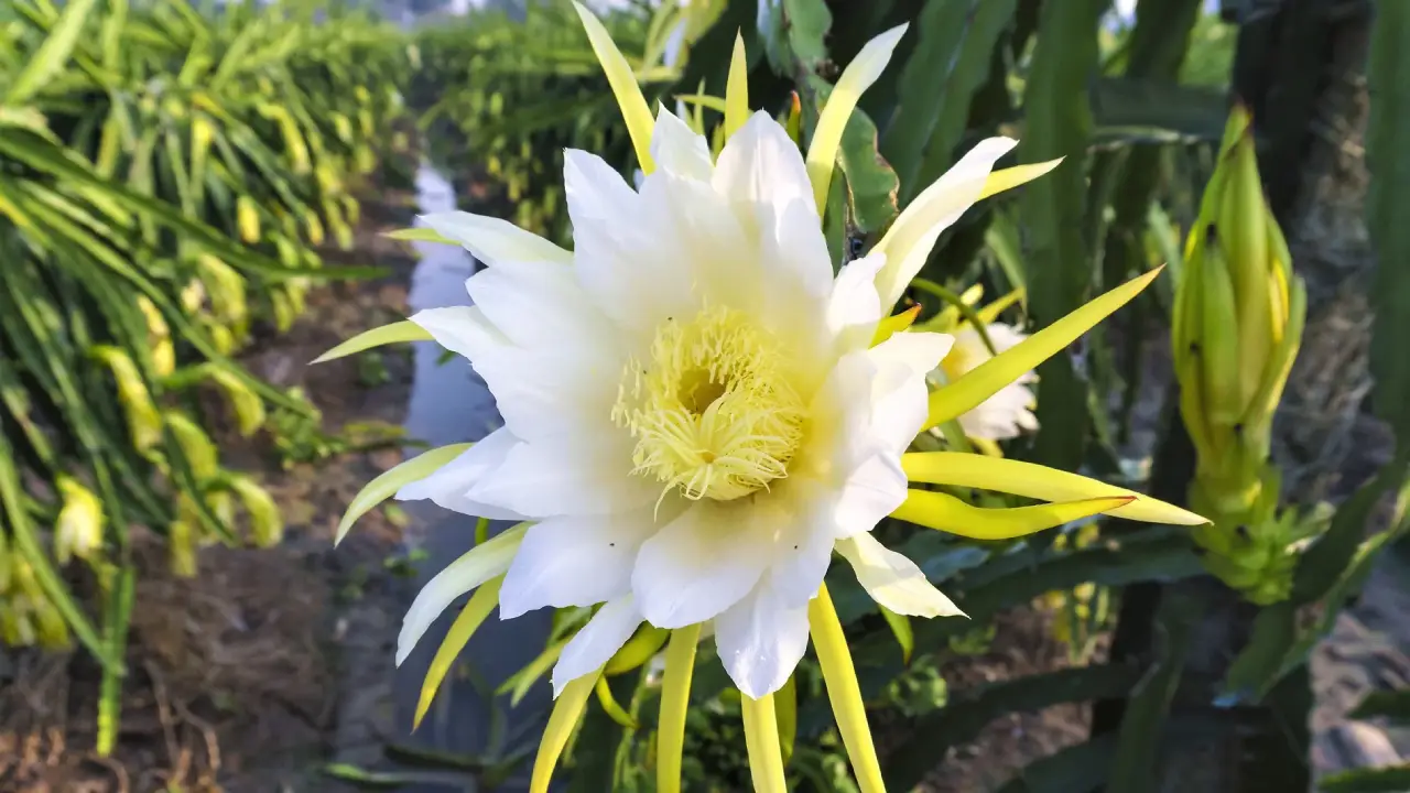 flor de cacto pitaya