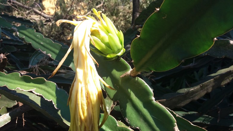 cuidados com a flor de pitaya