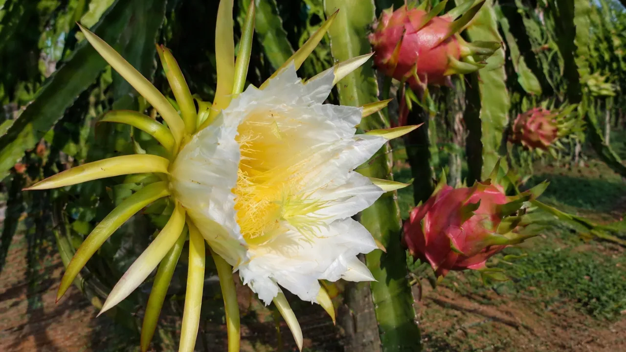 variedades de flor de pitaya