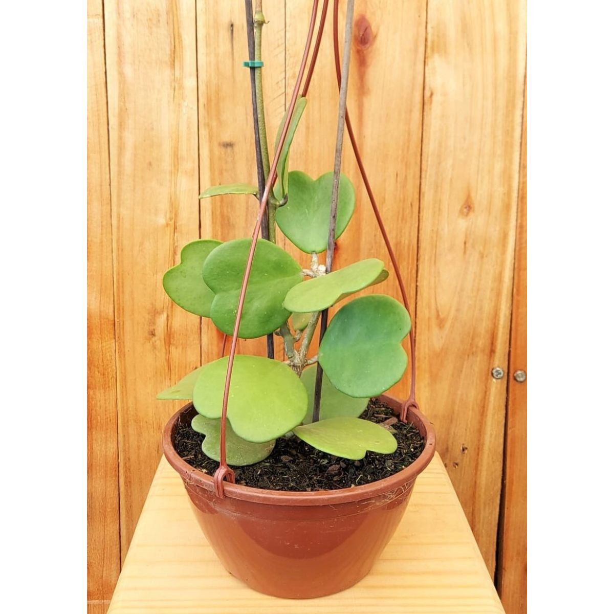 Como cultivar flor de cera