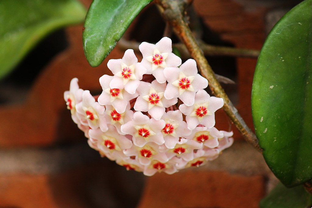 Onde comprar flor de cera