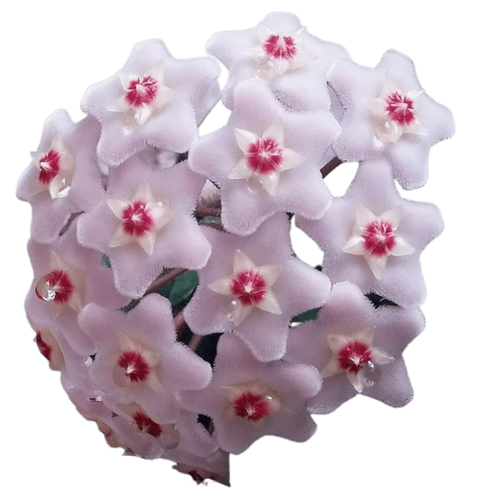 Flor de cera pendente