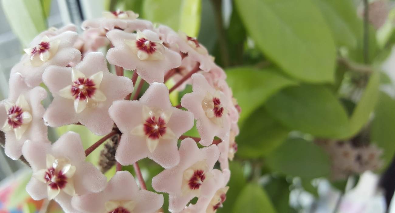 Flor de cera perfumada