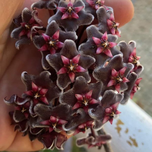 Flor de cera em apartamento