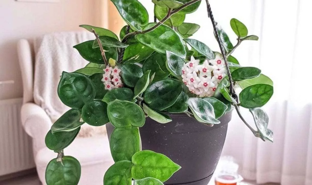 Flor de cera em casa