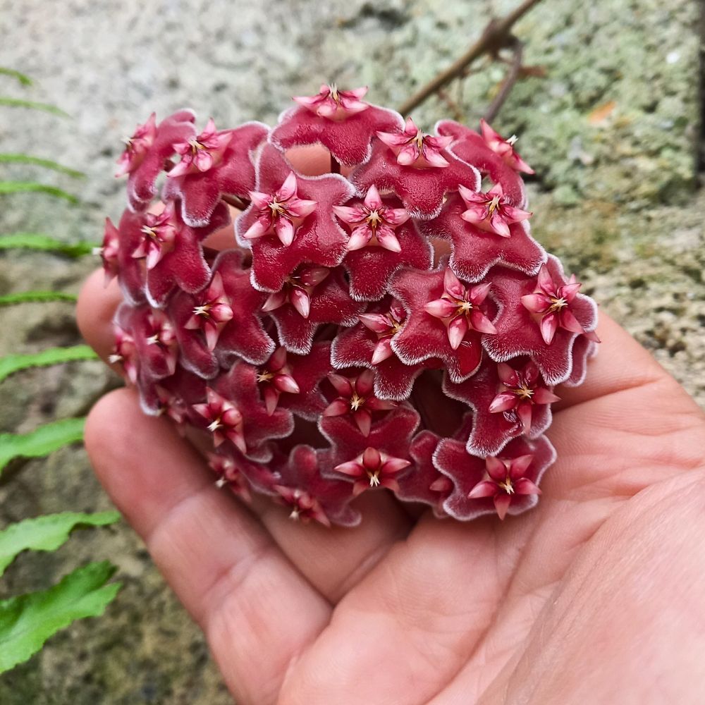 Flor de cera Hoya carnosa