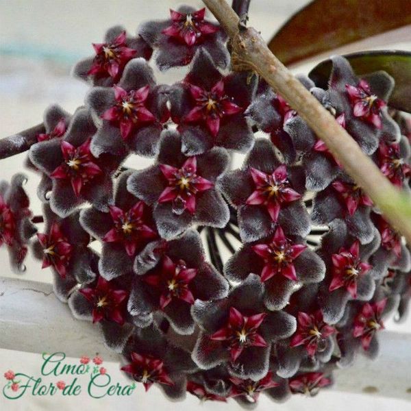 Flor de cera significado