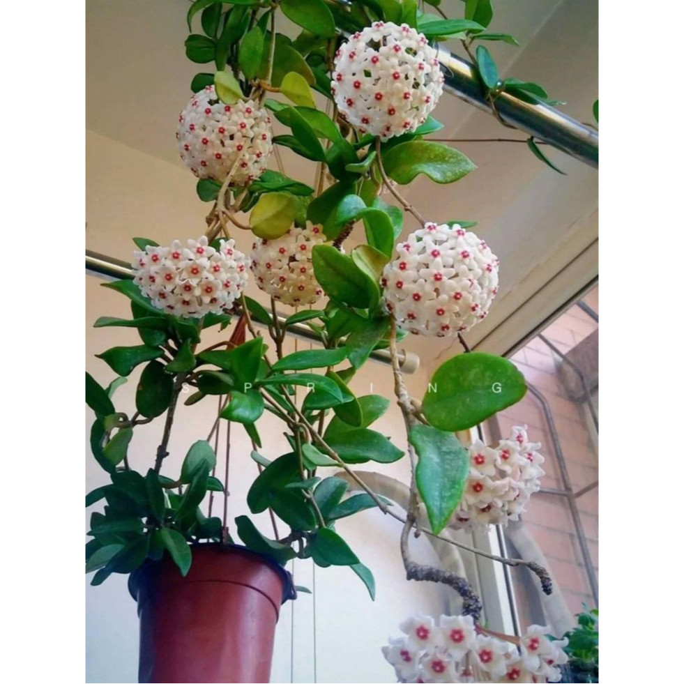 Como cultivar flor de cera