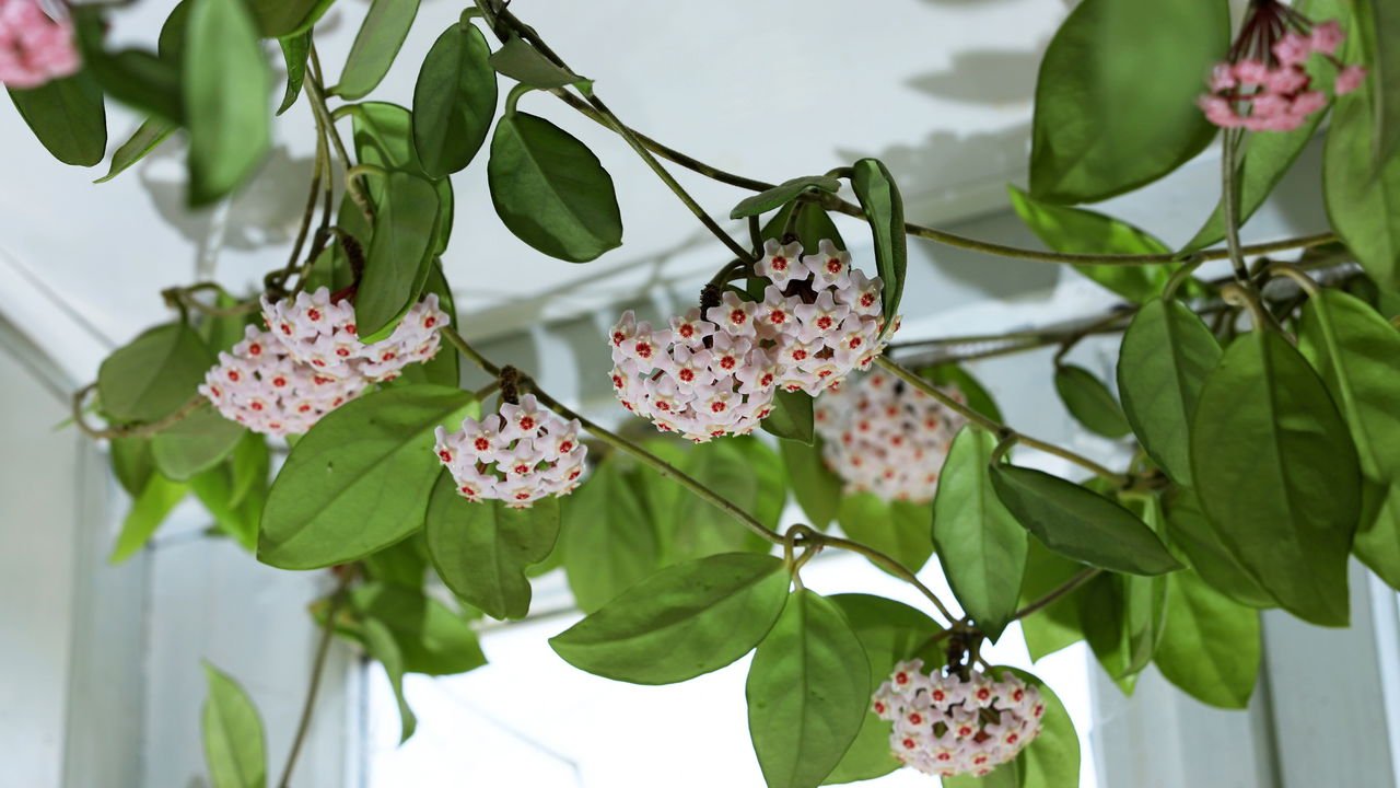 Flor de cera Hoya kerrii