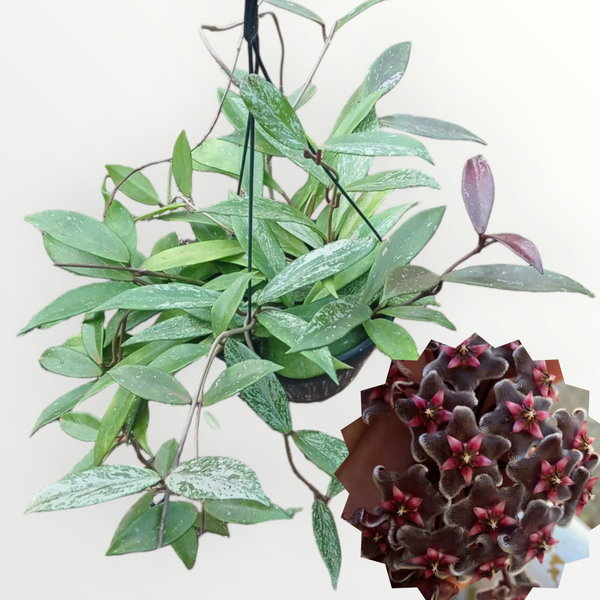 Hoya pubicalyx Red Button