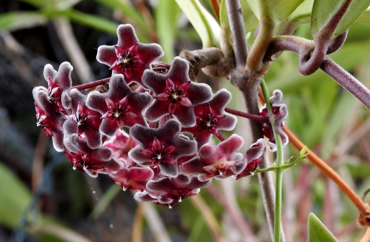Hoya carnosa Black