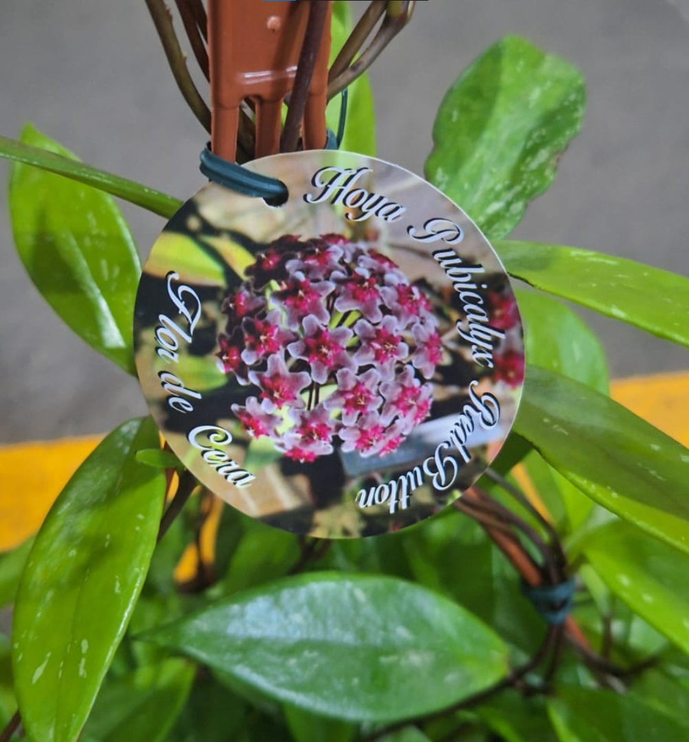 Hoya krohniana Black