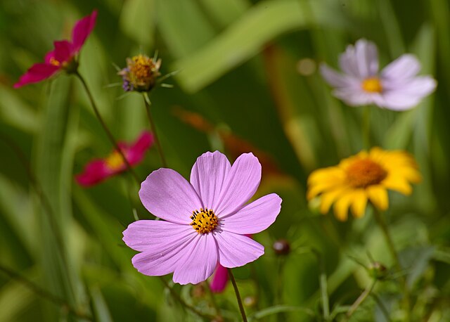 flores que florescem no frio