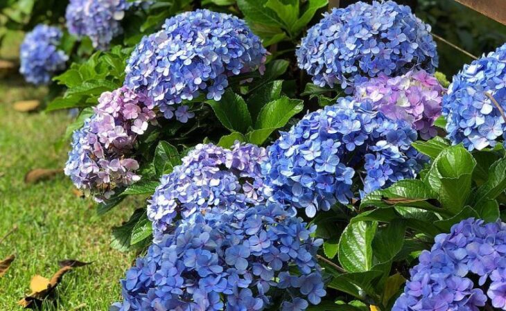 cultivo flores inverno