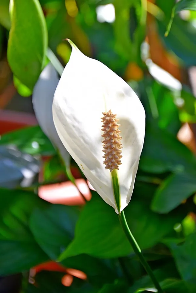 cores no inverno jardim