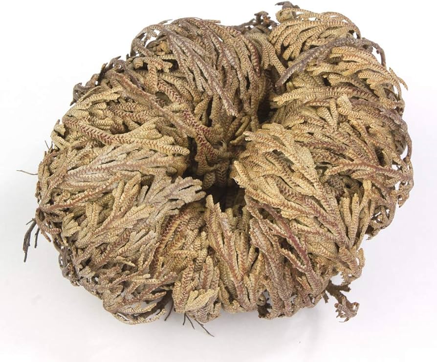 onde comprar rosa de jericó