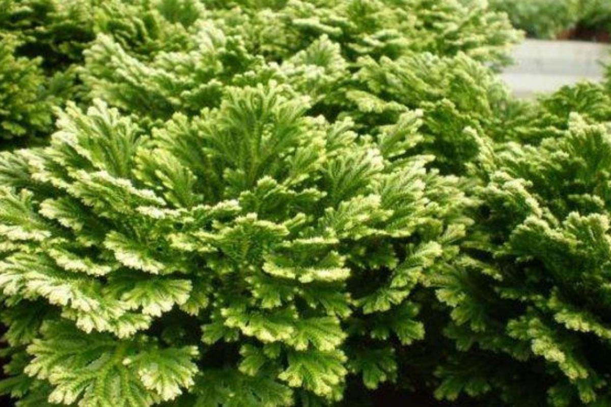 anastatica hierochuntica cultivo