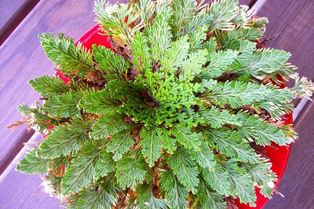 selaginella lepidophylla cuidados
