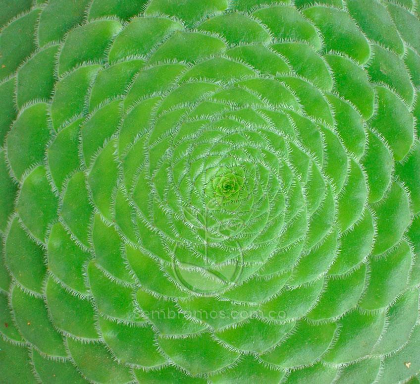 fenômeno da anidrobiose em plantas