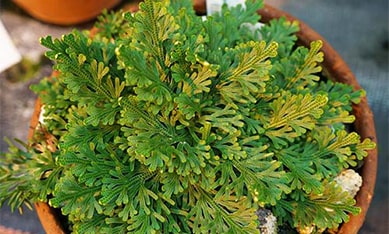 anastatica hierochuntica cultivo