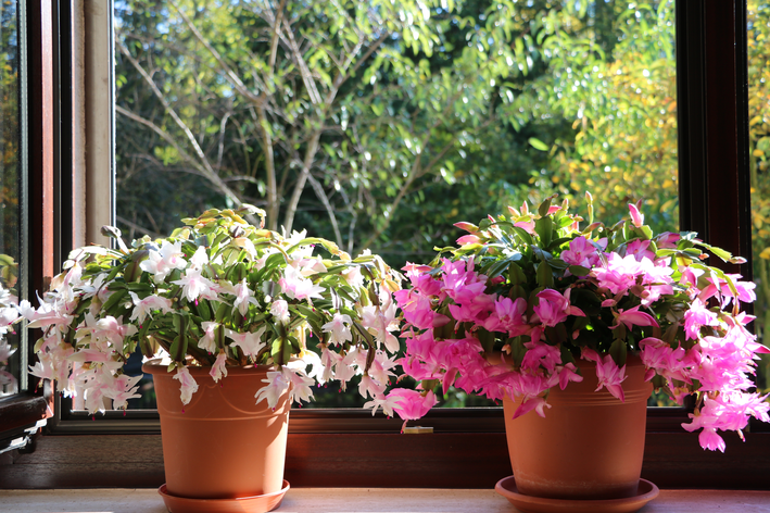 melhores cores de flor de maio para decorar