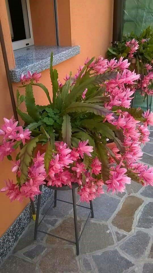 preço médio muda flor de maio