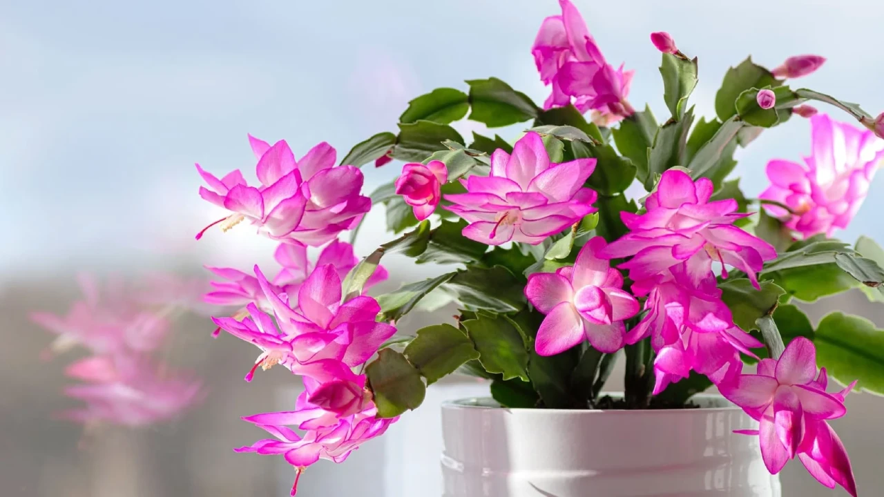 flor de maio que não floresce o que fazer