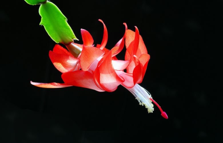 melhores cores de flor de maio para decorar