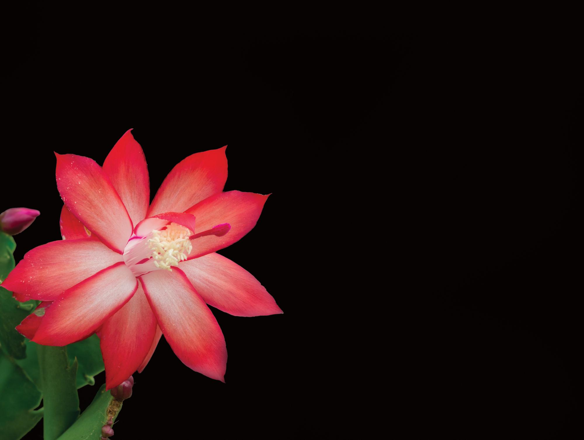 preço médio muda flor de maio