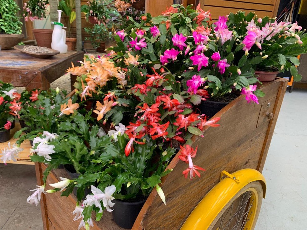 flor de maio vs kalanchoe qual escolher