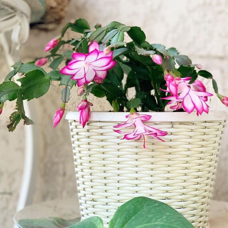 preço médio muda flor de maio