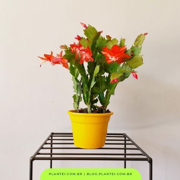 flor de maio vs kalanchoe qual escolher