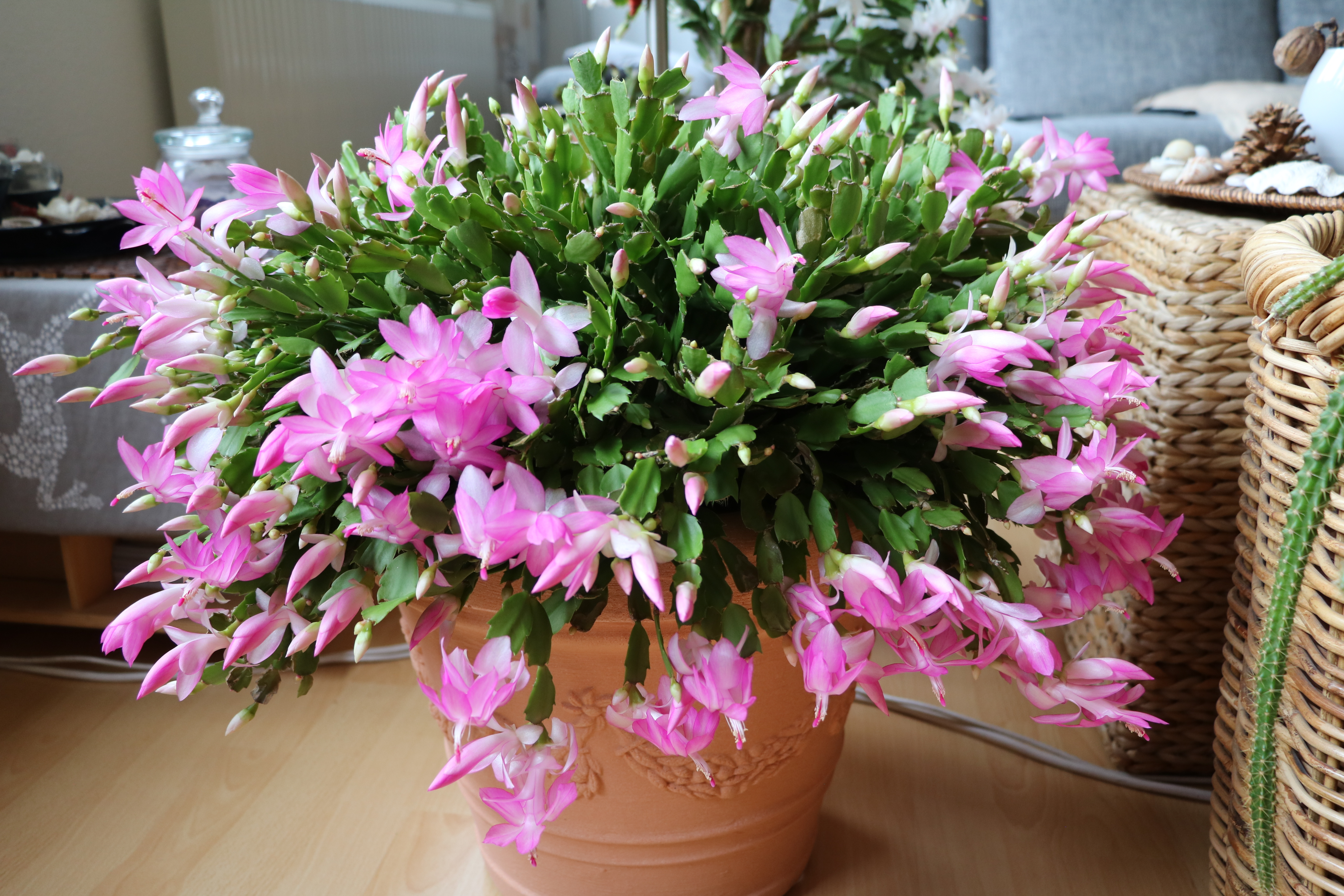 preço médio muda flor de maio