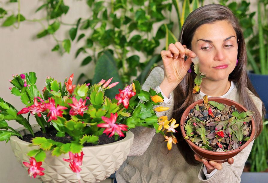 melhores cores de flor de maio para decorar