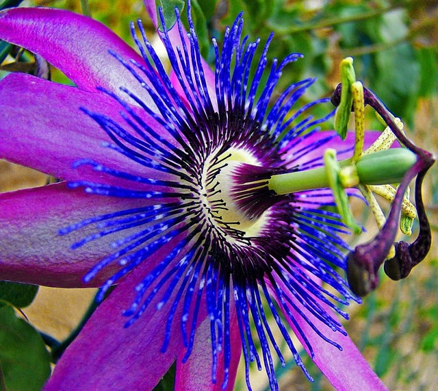 Espécies de Passiflora