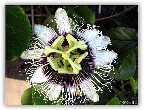 Passiflora