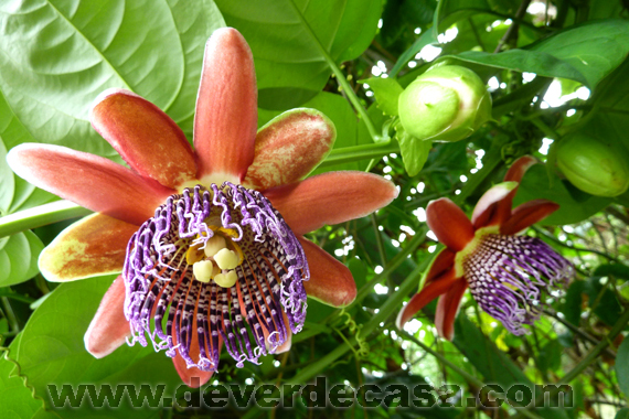 Propriedades medicinais da flor de maracujá