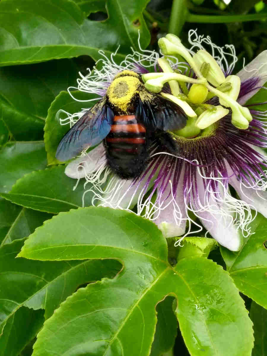 Significado espiritual da flor de maracujá