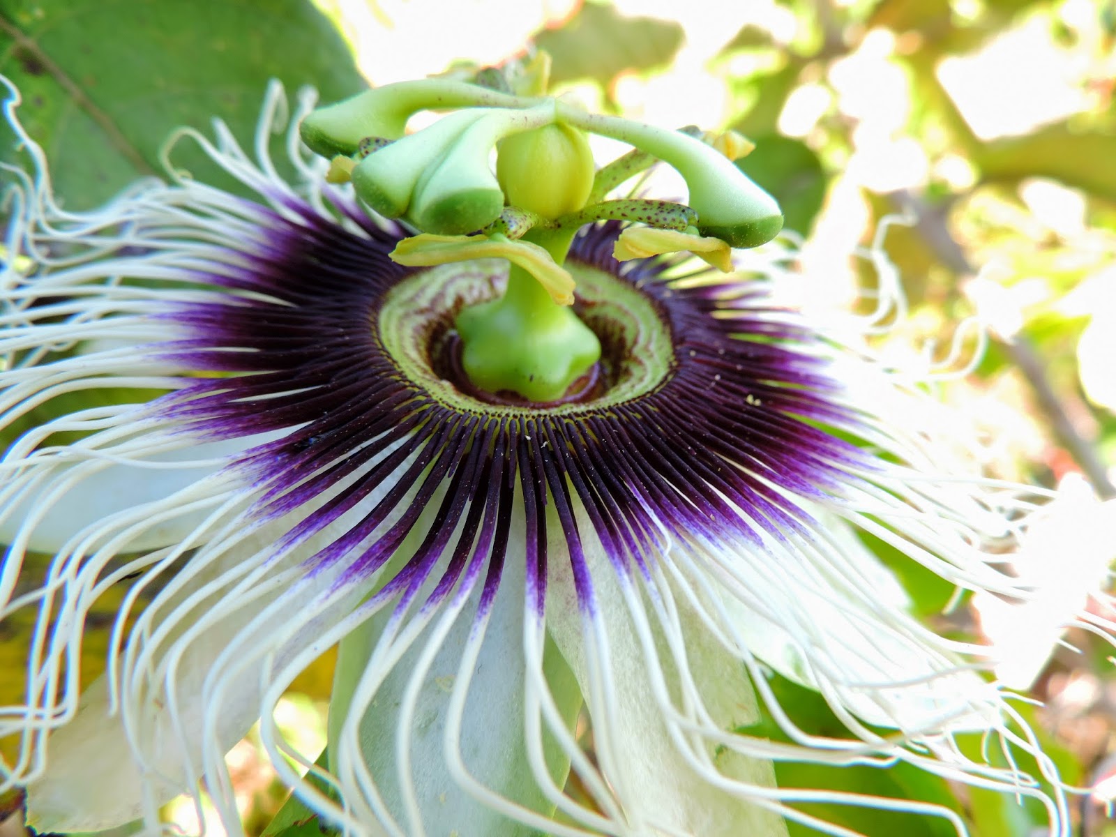 Como cultivar flor de maracujá