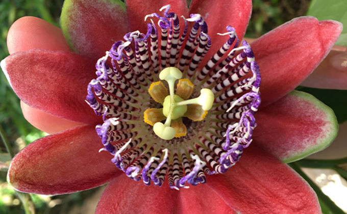 Significado espiritual da flor de maracujá