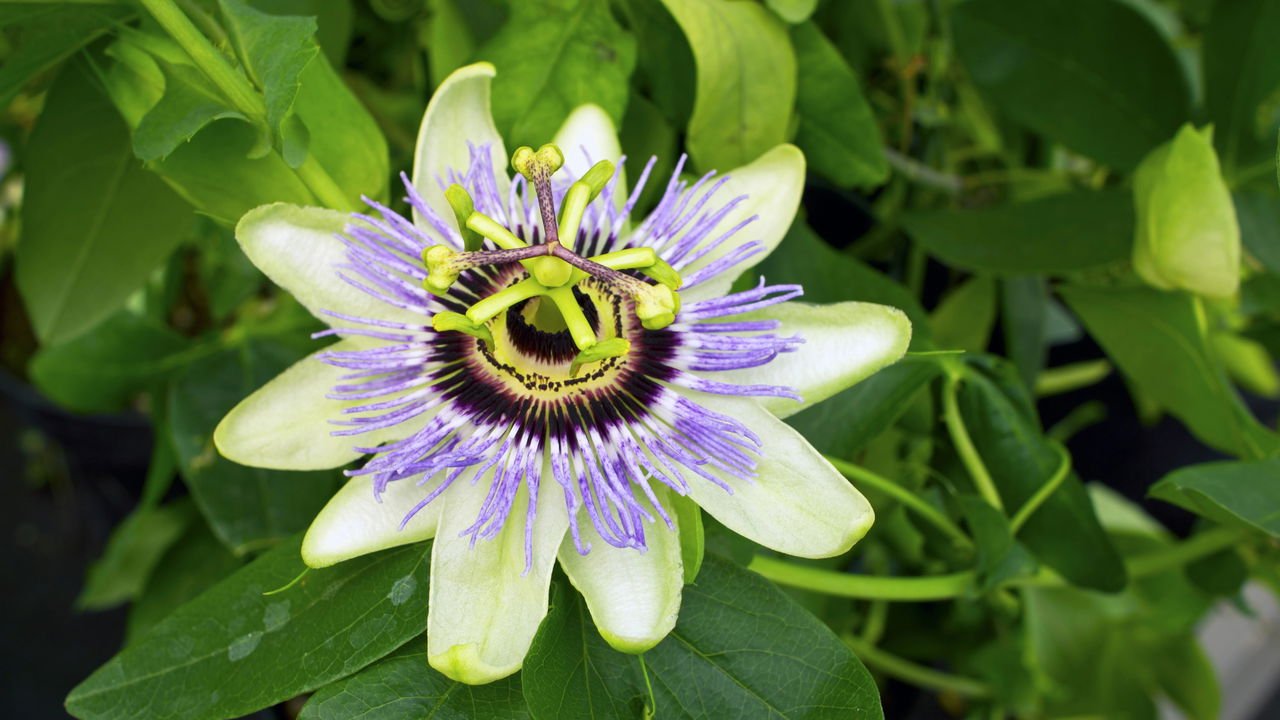 Como cultivar flor de maracujá