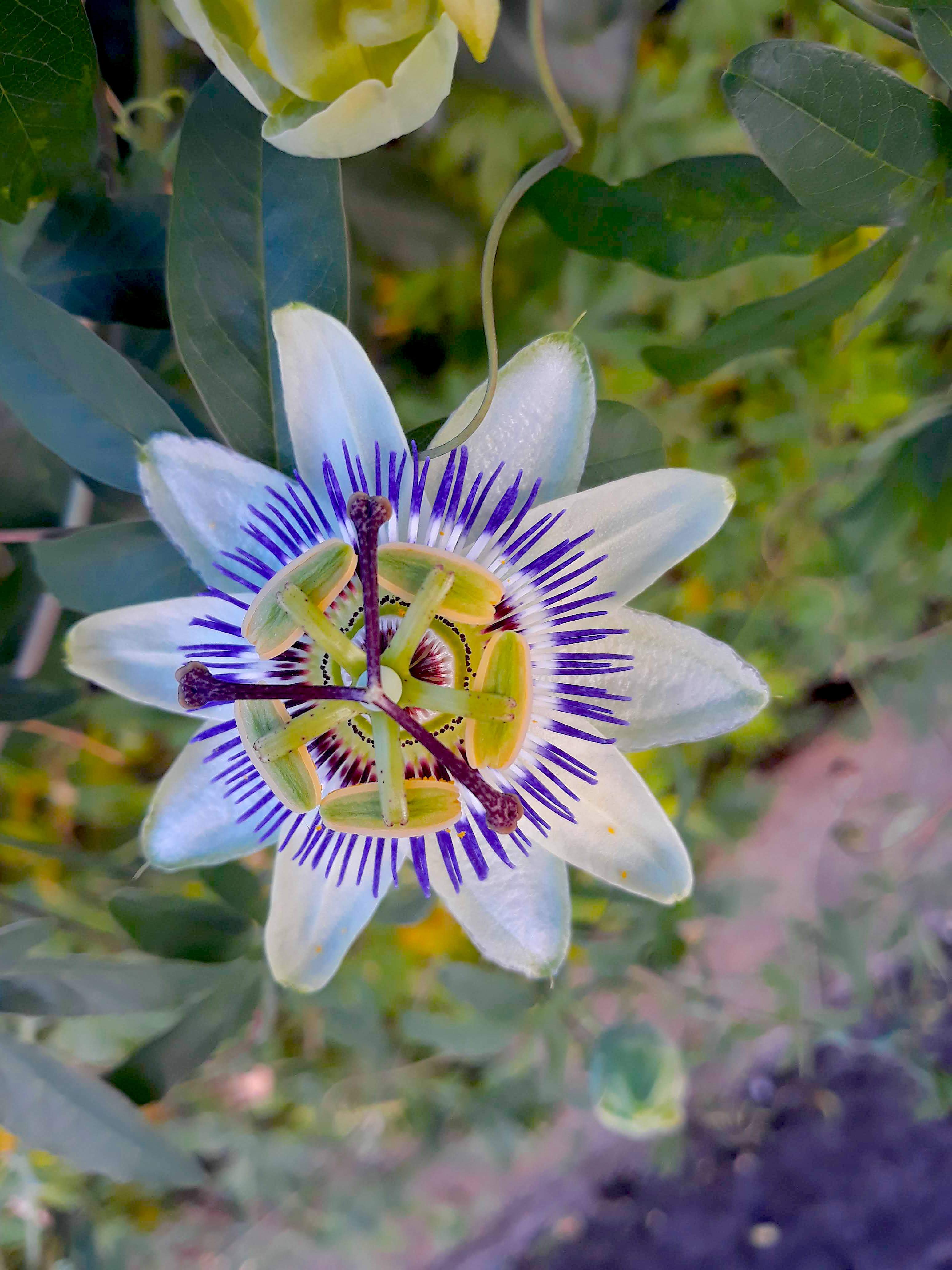 Flor de maracujá para insônia