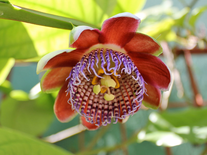Simbolismo religioso da flor de maracujá