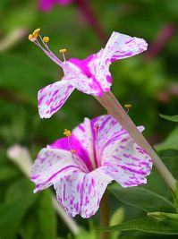 flor maravilha cores