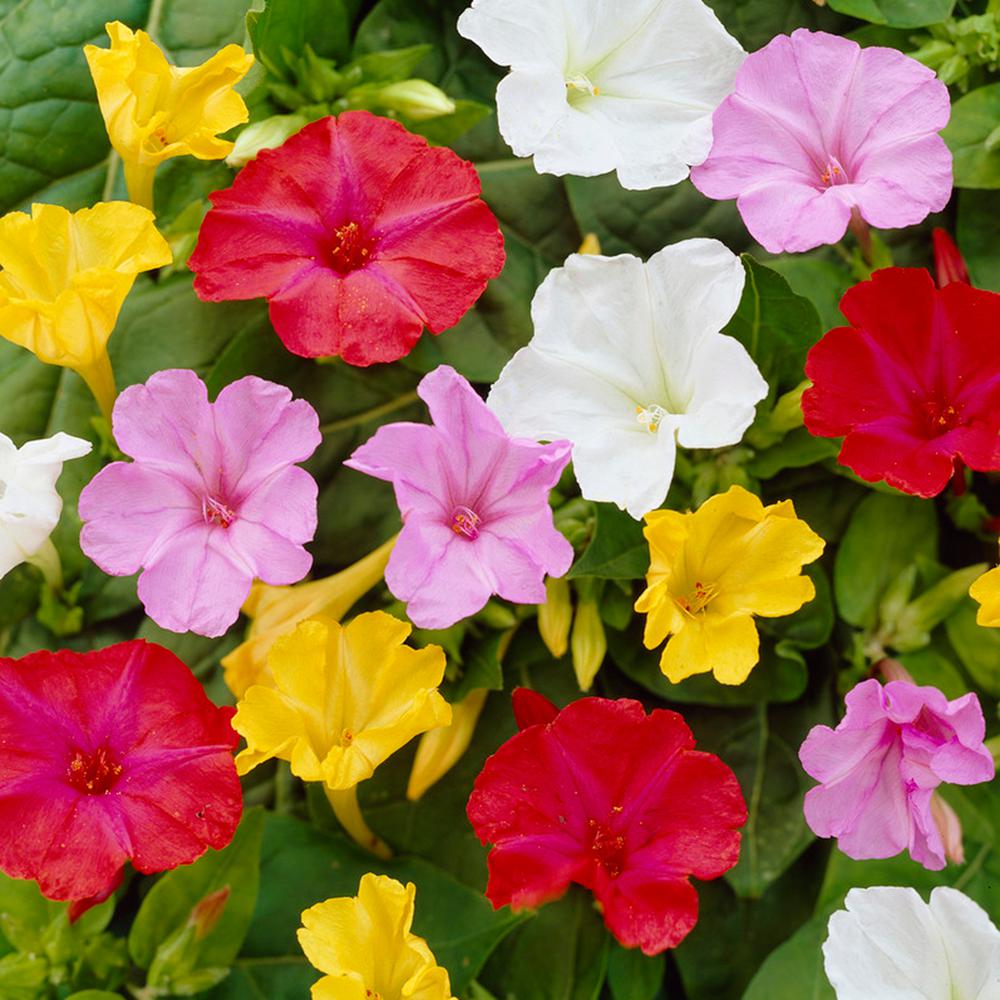 flor maravilha cultivo