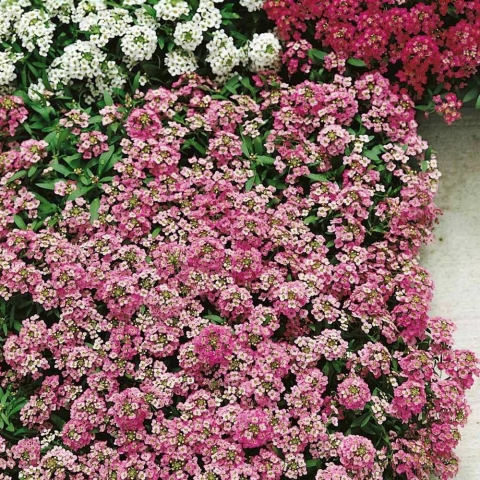 Flor de mel adubação